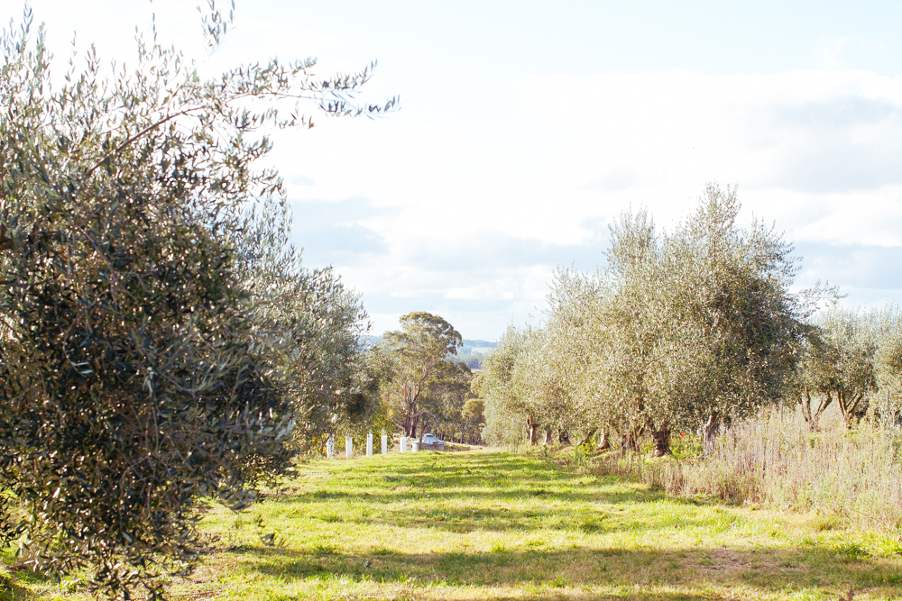 olive harvest-4