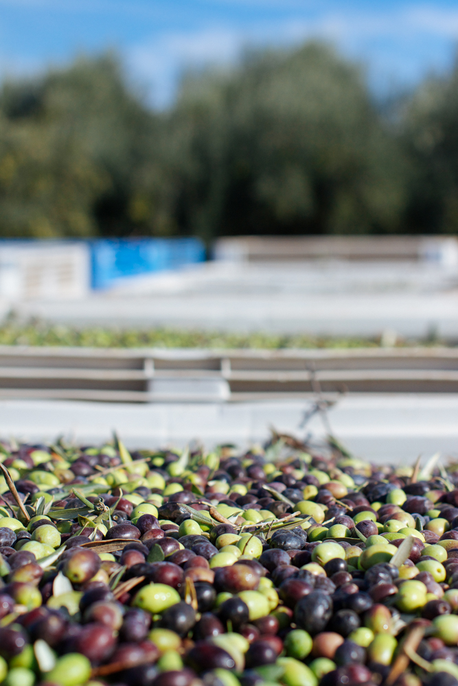 olive harvest-8