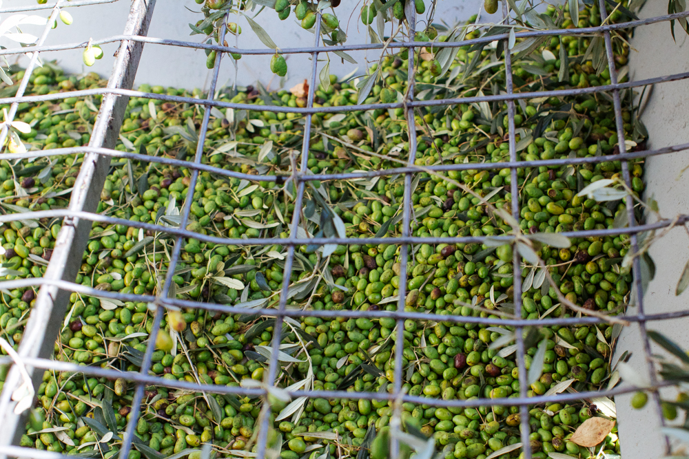olive harvest-9