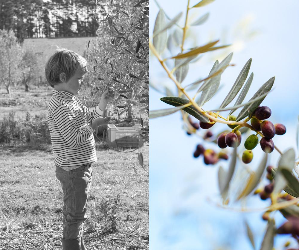 olive harvest3