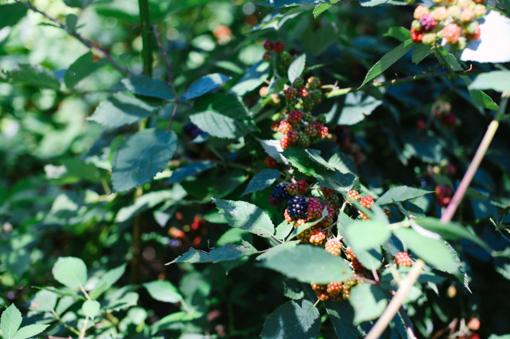 blackberries-2017-3